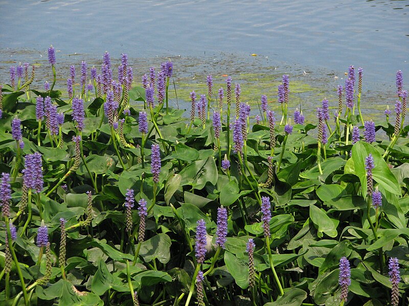 File:Pickerelweed, Rideau River.jpg