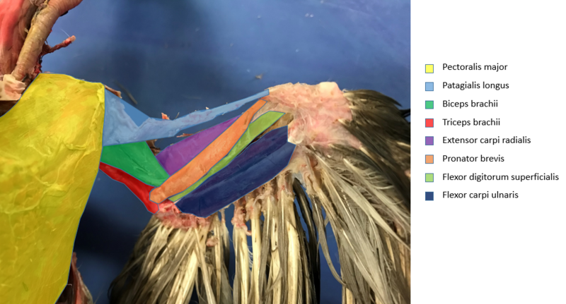 File:Pigeon wing musculature, ventral.png