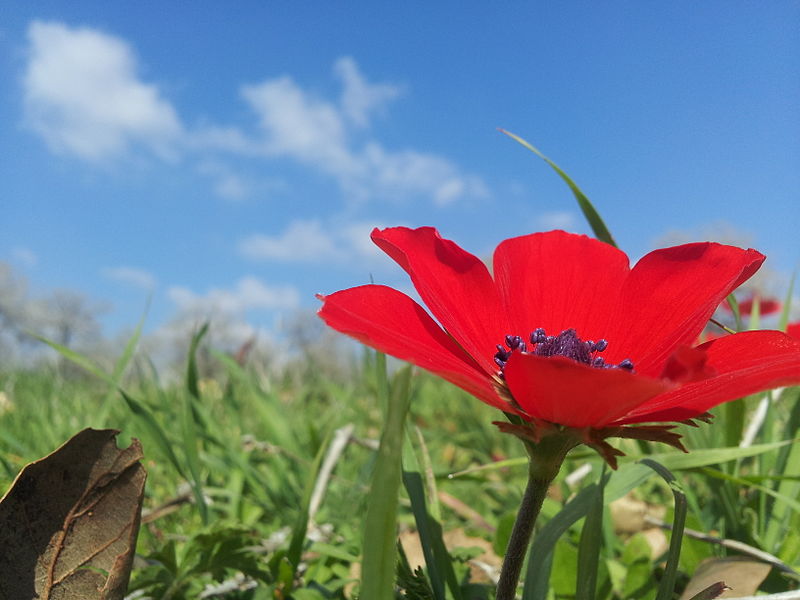 File:PikiWiki Israel 35982 Nature and Colors.jpg