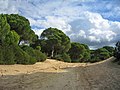 Pinar de la Algaida en Parque Nacional de Doñana, Sanlúcar de Barrameda, Cádiz, Spain