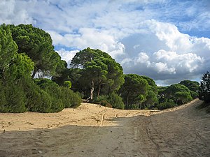 Pinar de la algaida sanlúcar de barrameda.jpg