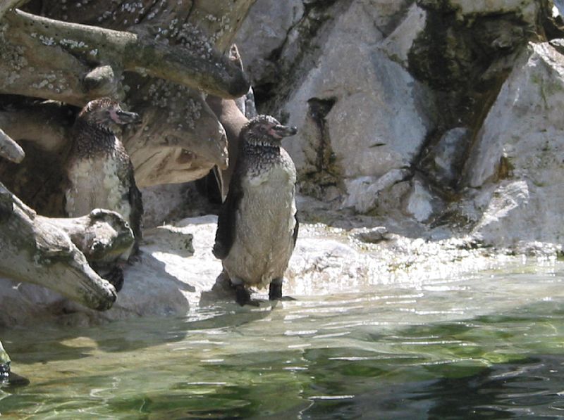 File:Pinguin Schoenbrunn 5.jpg