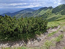 Strauchförmige Bergkiefern in der Mala Fatra