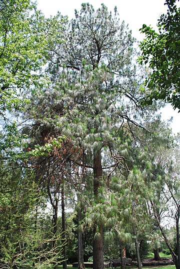 Pinus pseudostrobus