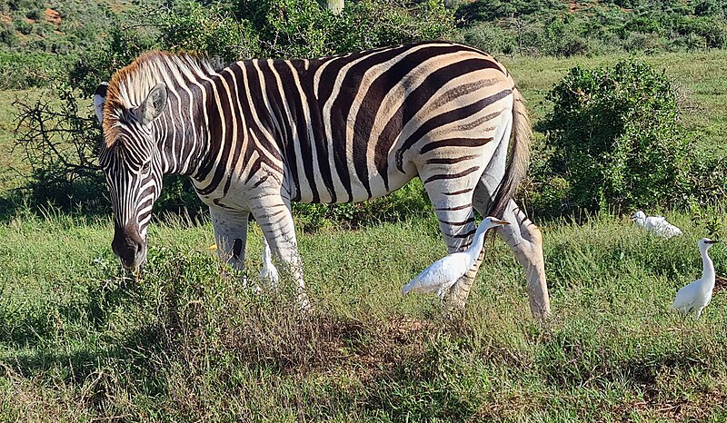 File:Plains Zebra (Equus quagga) (Photo JC PLE) (52849921371).jpg