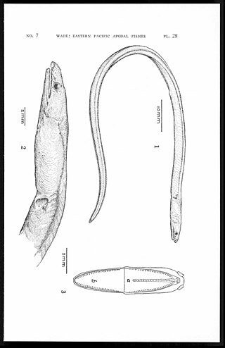 <i>Pseudomyrophis</i> Genus of fishes