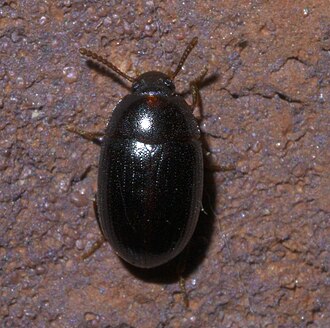 Platydema subcostatum Platydema micans P1410001a.jpg