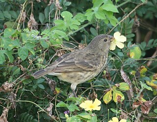 Vegetarian finch Species of bird