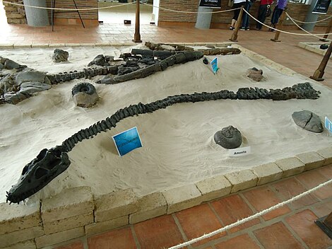 Plesiosaur and ammonites in the Centro de Investigaciones Paleontológicas (CIP), Villa de Leyva