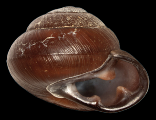 <i>Pleurodonte nigrescens</i> Species of gastropod