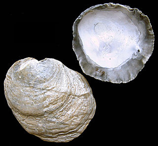 <i>Pododesmus patelliformis</i> species of mollusc