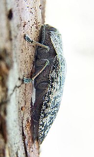 <i>Poecilonota</i> Genus of beetles