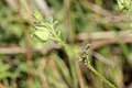 Polemonium micranthum