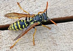 Le Poliste gaulois (Polistes dominula) est l'espèce de guêpe la plus courante en France