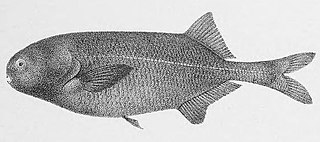 Dark stonebasher Species of ray-finned fish