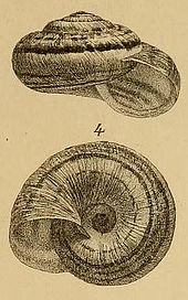Illustration of Xerosecta cespitum drawn by Pollonera (1893) Pollonera Xerosecta cespitum BullSocMalacItal V18T1.jpg