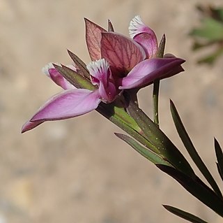 <i>Polygala umbellata</i> Species of flowering plant