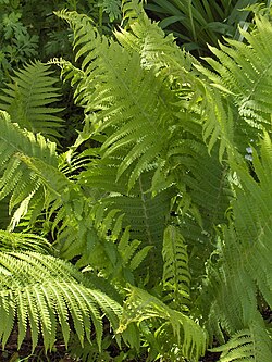 Dryopteris filix-mas.jpg