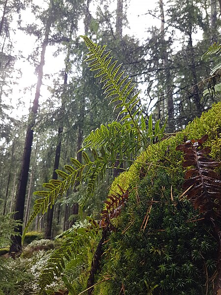 File:Polypodium vulgare s. str. sl4.jpg