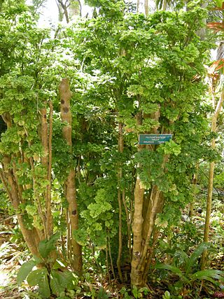 <i>Polyscias guilfoylei</i> Species of shrub