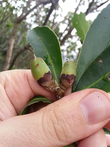 File:Polyspora axillaris fruit.jpg