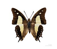 Polyura athamas attalus MHNT dos.jpg