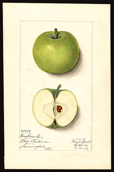 File:Pomological Watercolor POM00002171.jpg