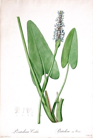 <i>Pontederia</i> Genus of aquatic plants