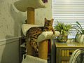 Кіт у котячому будиночку