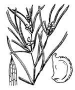 Potamogeton acutifolius flora-france3299.jpg