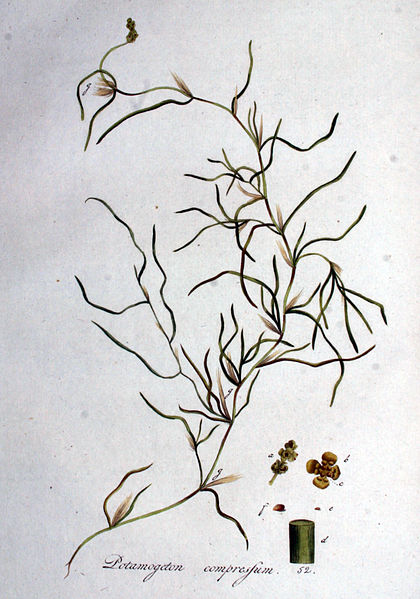 File:Potamogeton compressum — Flora Batava — Volume v1.jpg