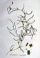 Potamogeton compressum - Flora Batava - Volume v1. jpg