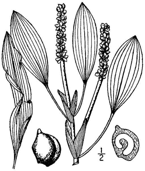 File:Potamogeton illinoensis (as P angustifolius) BB-1913.png