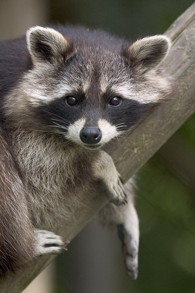 File:Procyon_lotor_(raccoon).jpg