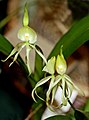 Prosthechea cochleata var. triandra