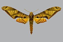 Protambulyx euryalus BMNHE813849 самец up.jpg