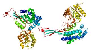 <span class="mw-page-title-main">Aldehyde dehydrogenase 18 family, member A1</span> Protein-coding gene in the species Homo sapiens