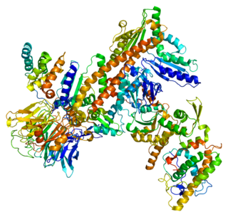 <span class="mw-page-title-main">ARPC1B</span> Mammalian protein found in Homo sapiens