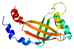 Ақуыз CBFB PDB 1cl3.png