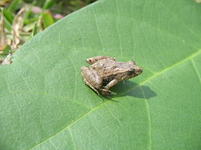 A Pseudopaludicola pusilla.jpg kép leírása.