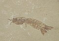 fosilna vrsta Pseudosculda laevis