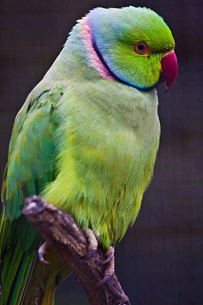 File:Psittacula krameri -Seaview Wildlife Encounter, Seaview, Isle of Wight, UK -male-8a.jpg