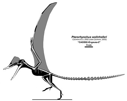 Pterorhynchus