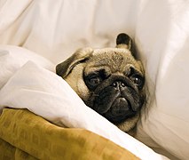 Let sleeping pugs lie.