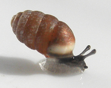 Moss chrysalis snail