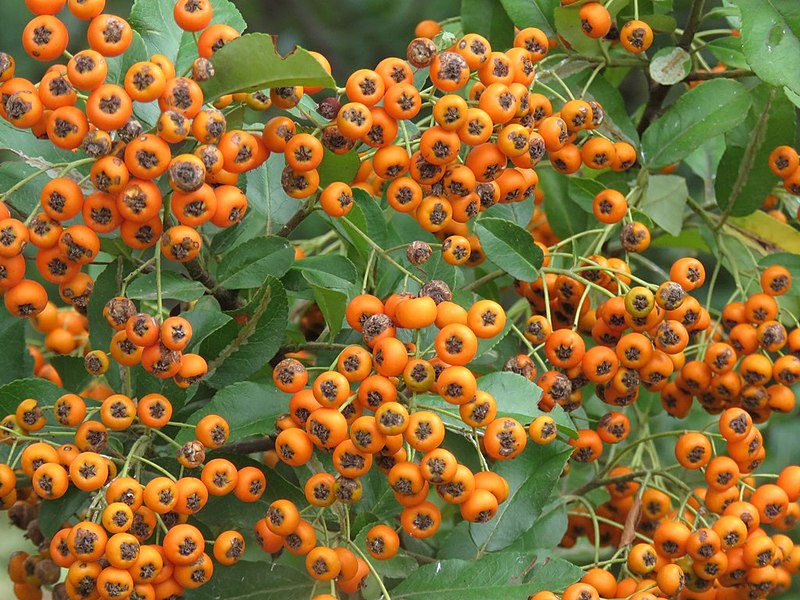 File:Pyracantha angustifolia (10).jpg