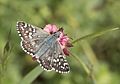 Pyrgus sidae Yellow-banded Skipper Sarı-bandlı Zıpzıp