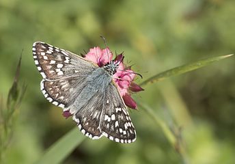 Pyrgus sidae