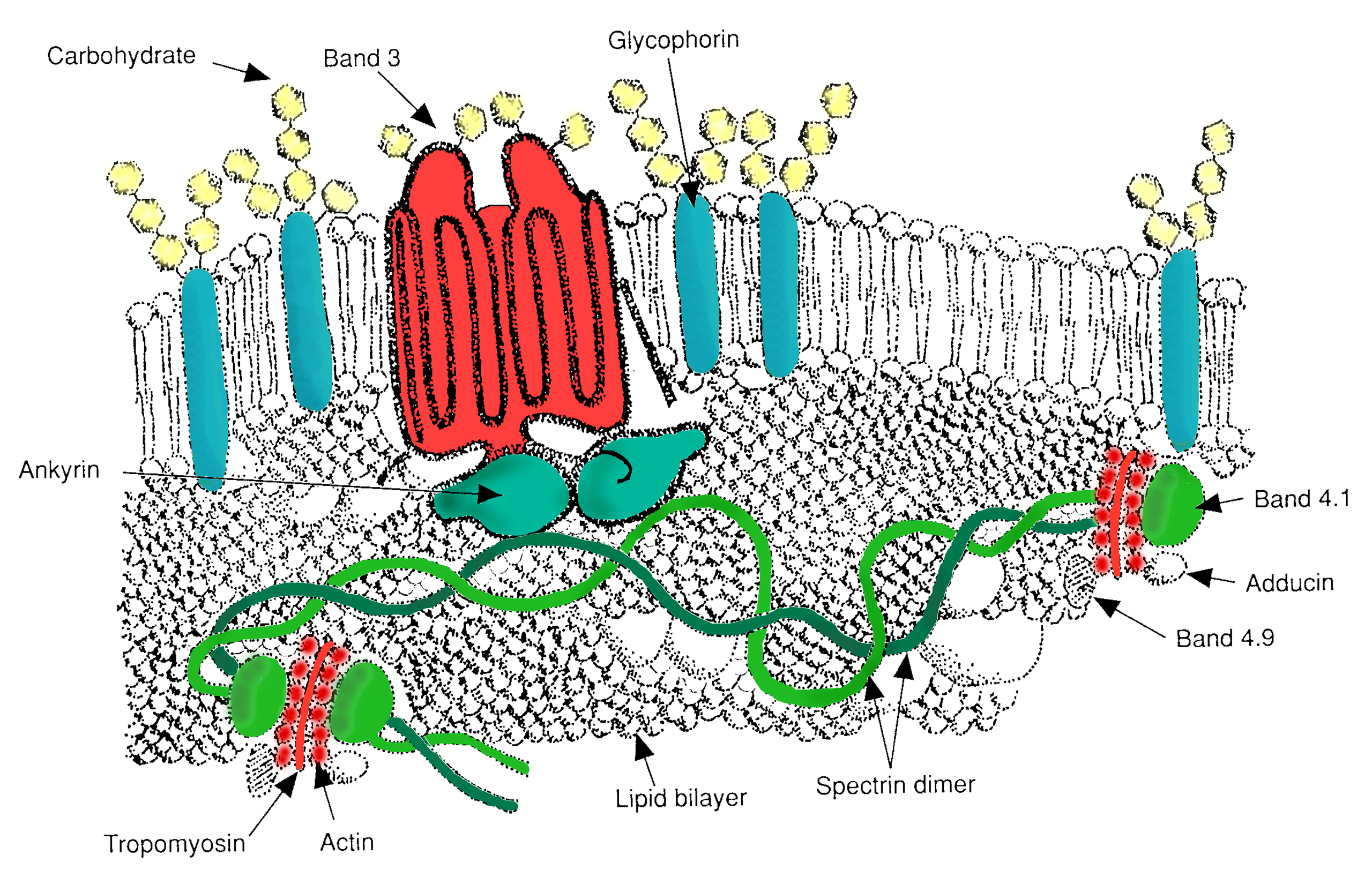 File:RBC membrane major proteins.png - Wikipedia