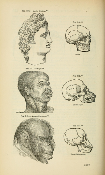 File:Races and skulls.png